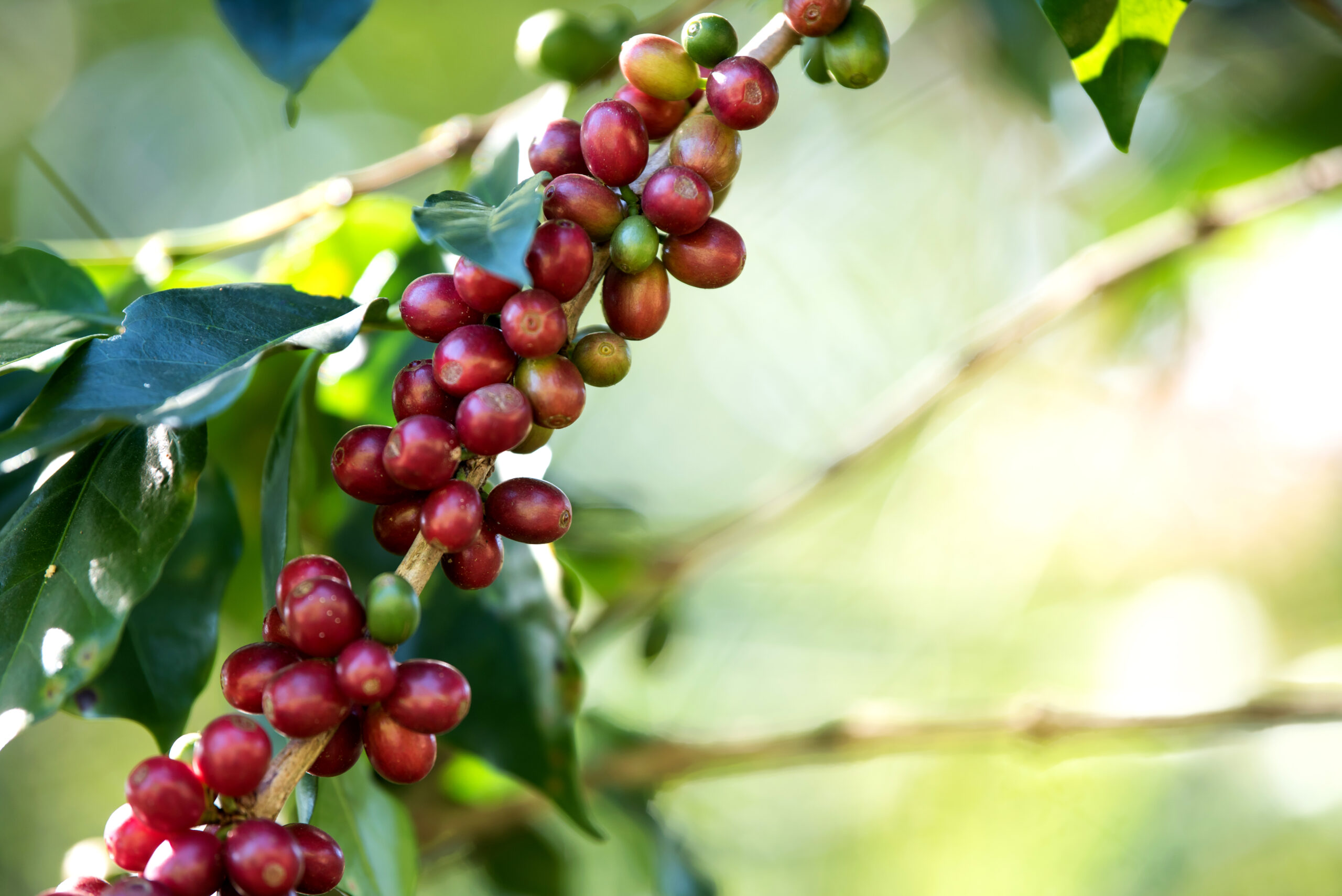 Agro exportaciones crecen 26,5% en primer bimestre del año